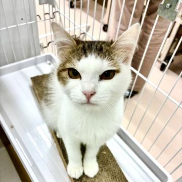 猫 × サバ白の里親募集一覧｜ハグー -みんなのペット里親情報