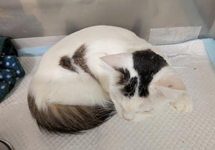 猫の里親募集】愛知県・雑種・08-C0330まつまえ（ID:2608-00315