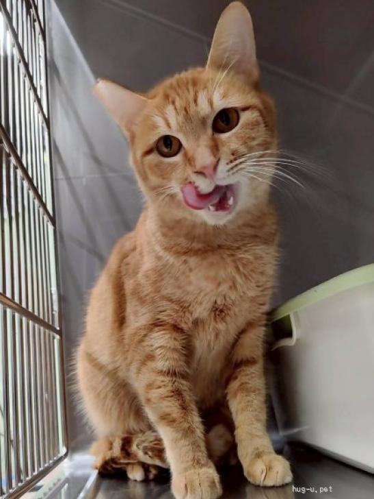 猫の里親募集】愛知県・雑種・07-0590ネクテール（ID:2602-00953