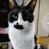 雑種