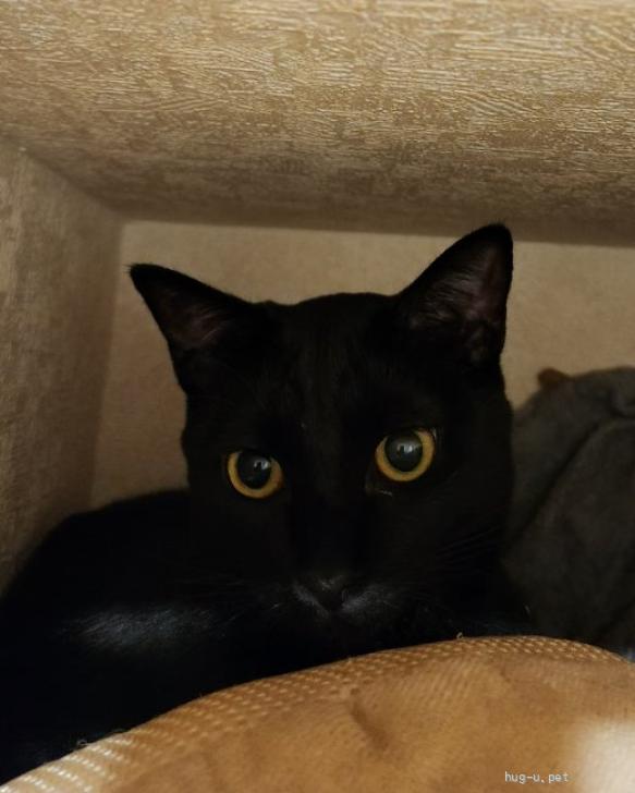猫の里親募集】大阪府・雑種・ツンデレの黒子ネコ クロエ（ID:2207