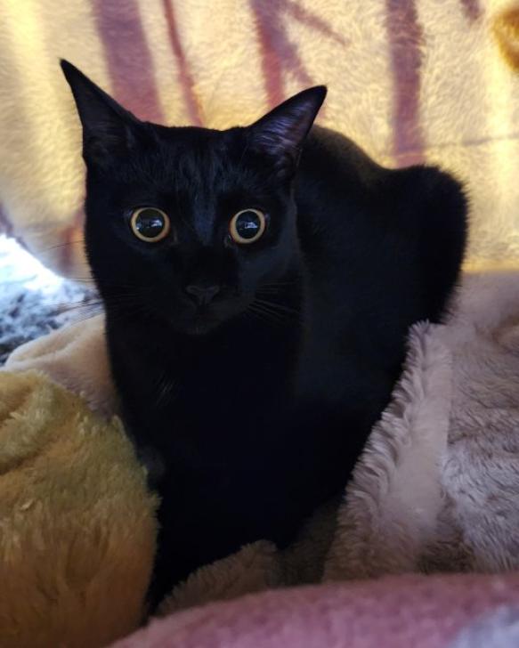猫の里親募集】大阪府・雑種・ツンデレの黒子ネコ クロエ（ID:2207