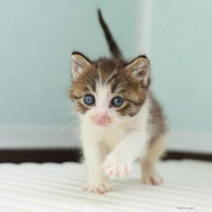 猫の里親募集】福岡県・雑種・庭で生まれた３匹の可愛い子猫達（ID:2408-01479）｜ハグー -みんなのペット里親情報