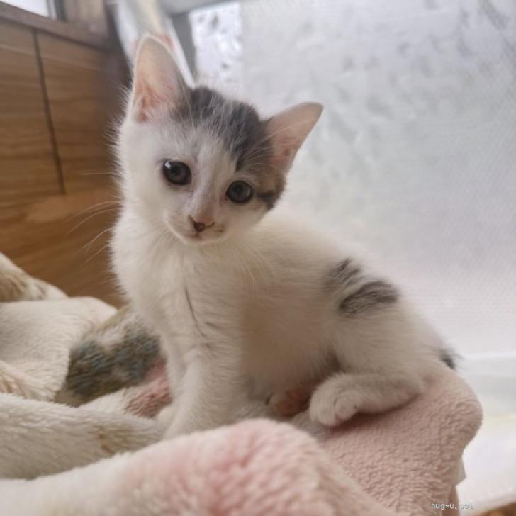 猫の里親募集】静岡県・雑種・くるんとした鍵しっぽがかわいい男の子