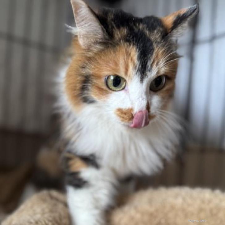 猫の里親募集】静岡県・雑種・小さなしっぽの三毛猫ちゃん（ID:2605