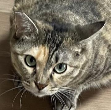 猫 × 三重県の里親募集一覧｜ハグー -みんなのペット里親情報