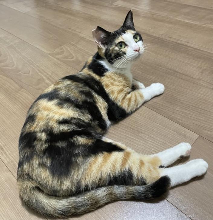 猫の里親募集】愛知県・雑種・膝のり三毛 もみじさん（ID:2606-02018