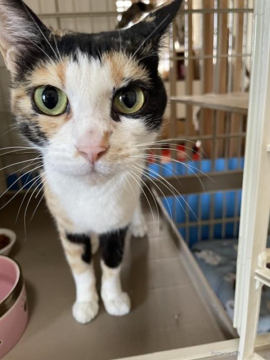 Alps Cru – ※三毛猫様、専用です。 猫の里親募集】愛知県・雑種・膝のり三毛 もみじさん（ID:2606-02018