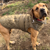 土佐犬