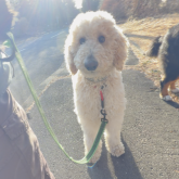 スタンダードプードル