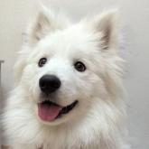 サモエド
