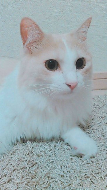 猫の里親募集 東京都 雑種 成猫5匹募集中 単身者 50代募集可能 ハグー みんなのペット里親情報 Id 2107