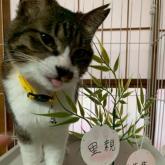 雑種