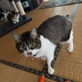 雑種