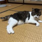 雑種