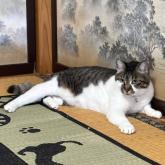 雑種