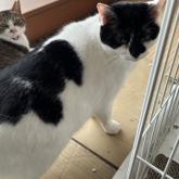 雑種