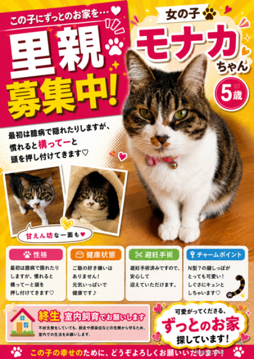 猫の里親募集】秋田県・雑種・人が大好き♡構ってちゃんのモナカちゃん
