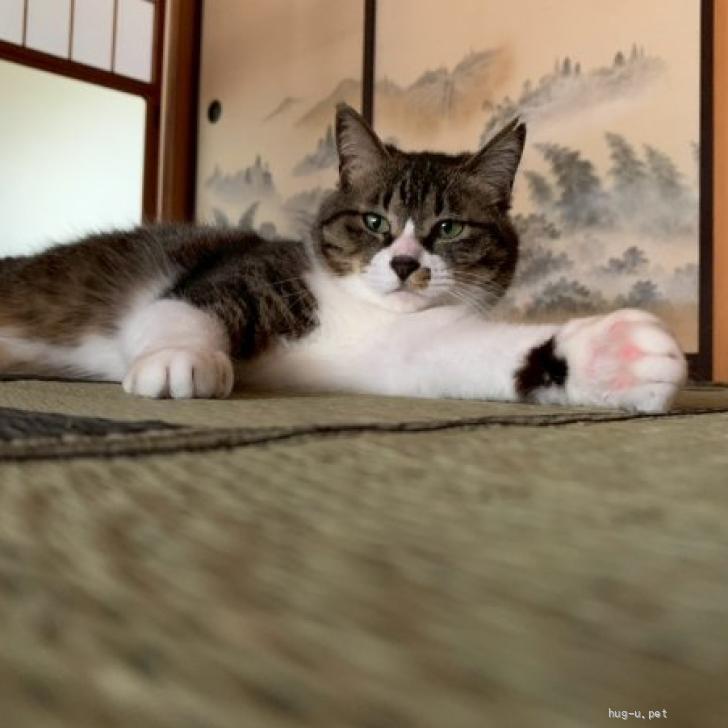 猫の里親募集】秋田県・雑種・人が大好き♡構ってちゃんのモナカちゃん