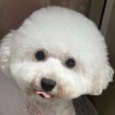 ビションフリーゼ