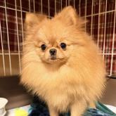 ポメラニアン
