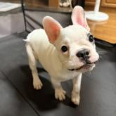 フレンチブルドッグ