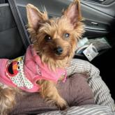 ヨークシャーテリア