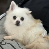 ポメラニアン