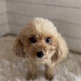 トイプードル