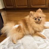 ポメラニアン