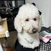 スタンダードプードル