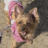 ヨークシャーテリア