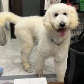 スタンダードプードル