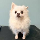 ポメラニアン