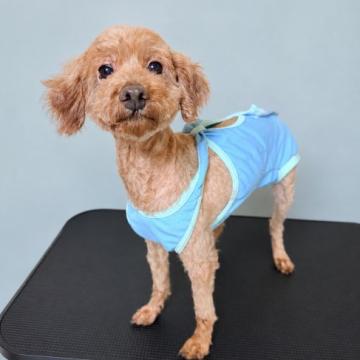 犬 × 鹿児島県 × トイプードルの里親募集一覧｜ハグー -みんなのペット