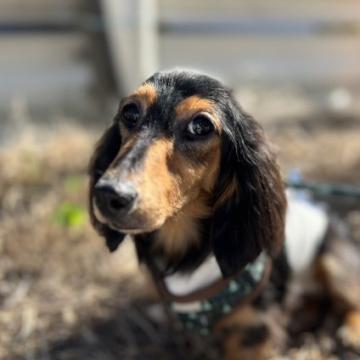 犬 × 岡山県 × ミニチュアダックスフンド(ロング)の里親募集一覧