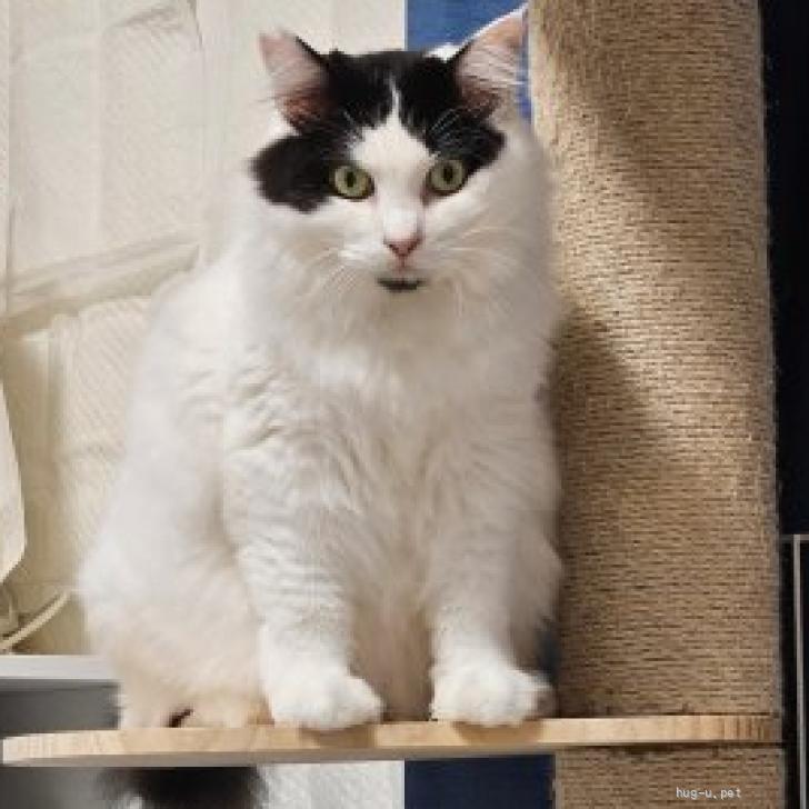 猫の里親募集】茨城県・雑種・長毛顎ヒゲ模様の 『オスカル』おー