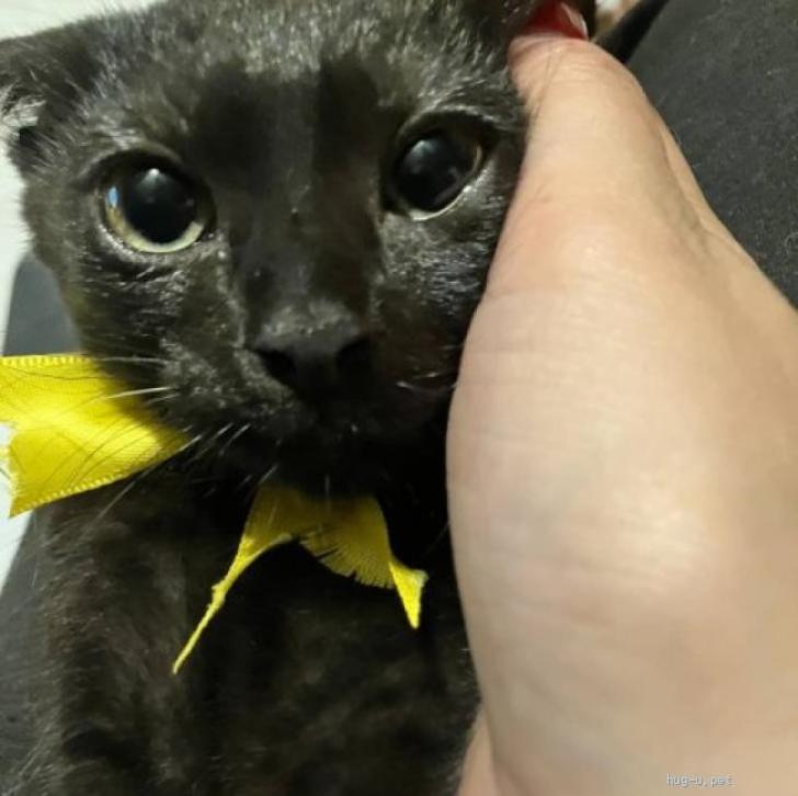 猫の里親募集】福岡県・雑種・黒猫メス9ヶ月（ID:2507-01136）｜ハグー
