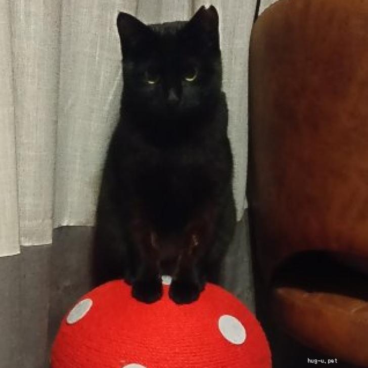 猫の里親募集】福岡県・雑種・黒猫メス9ヶ月（ID:2507-01136）｜ハグー