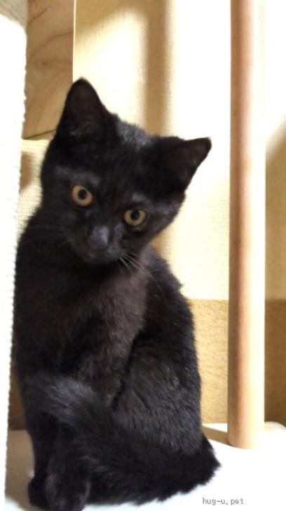 猫の里親募集】東京都・黒猫・「ぴかちゅうしっぽ」の小さな黒猫ちゃん