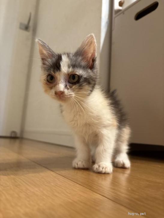 猫の里親募集】香川県・雑種・毛長のパステルカラーのミケちゃん（ID