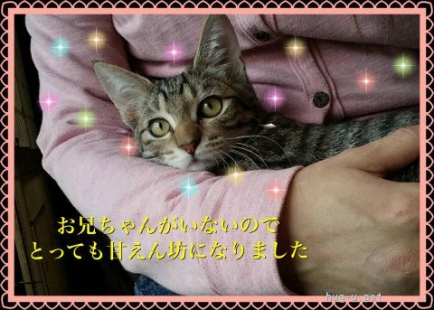 猫の里親募集】群馬県・雑種・里親決定❤️可愛いキジくん❤️もらってください（ID:1810-00220）｜ハグー -みんなのペット里親情報