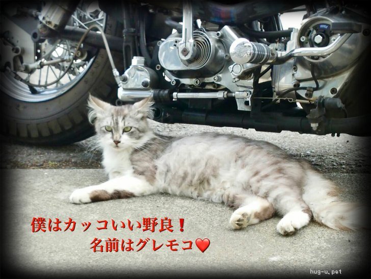 猫の里親募集】群馬県・雑種・里親決定❤️イケメン❤️グレモコくん 