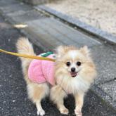 ポメラニアン