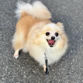 ポメラニアン