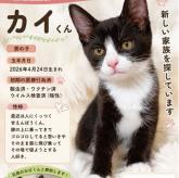 雑種