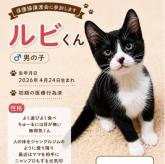 雑種