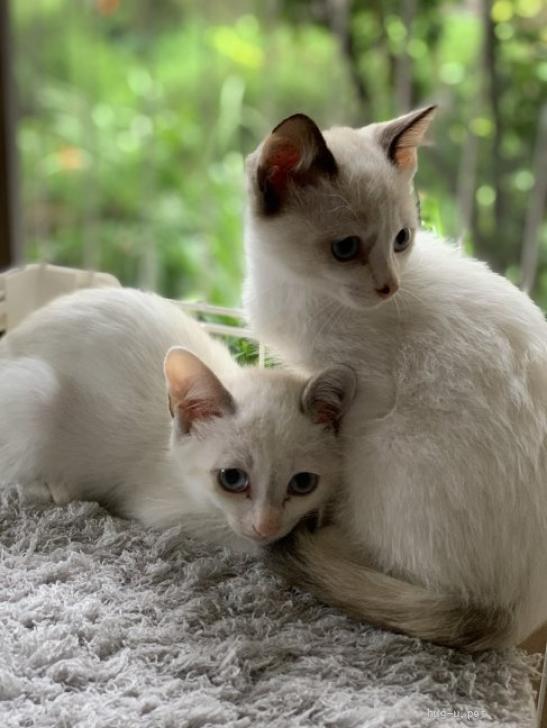 猫の里親募集】福島県・雑種・ブルーアイ 美しいミケ姉妹保護しました