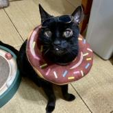 雑種