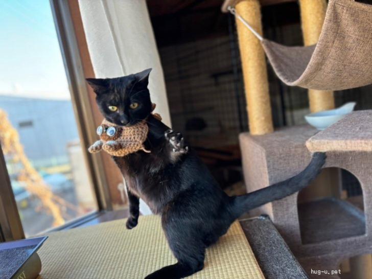 猫の里親募集】神奈川県・雑種・甘えん坊な黒猫くん（ID:2310-00323